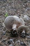 Tylopilus plumbeoviolaceus image