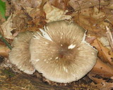Megacollybia rodmani image