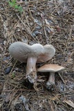 Tylopilus plumbeoviolaceus image