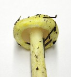 Hygrophorus chrysodon image
