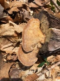 Daedalea quercina image
