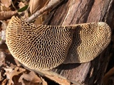 Daedalea quercina image
