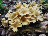 Chrysomphalina strombodes image
