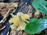 Chrysomphalina strombodes image