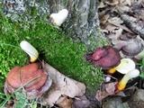 Ganoderma curtisii image