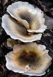 Omphalotus nidiformis image
