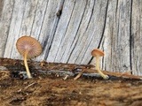 Chromosera cyanophylla image