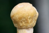 Hypomyces hyalinus image