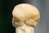 Hypomyces hyalinus image
