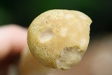 Hypomyces hyalinus image