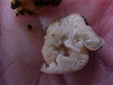 Barssia oregonensis image