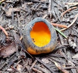 Caloscypha fulgens image