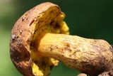Aureoboletus innixus image