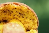 Aureoboletus innixus image