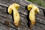 Aureoboletus innixus image