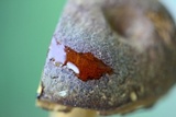 Aureoboletus innixus image