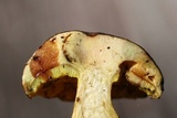 Aureoboletus innixus image