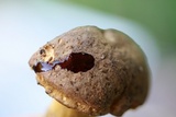 Aureoboletus innixus image