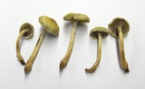 Hypholoma capnoides image