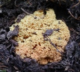 Ramaria rasilispora image