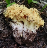 Ramaria rasilispora image