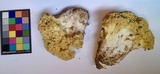 Ramaria rasilispora image