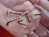 Gymnopus semihirtipes image