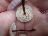 Gymnopus semihirtipes image