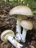 Amanita spreta image