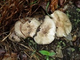 Megacollybia rodmanii f. murina image