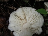 Megacollybia rodmanii f. murina image