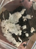 Chromelosporium fulvum image