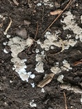 Chromelosporium fulvum image
