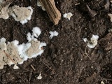 Chromelosporium fulvum image