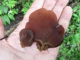Auricularia angiospermarum image