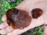 Auricularia angiospermarum image