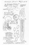 Rutstroemia conformata image