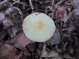 Agaricus auricolor image