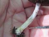 Agaricus auricolor image