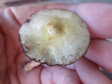 Agaricus auricolor image