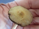 Agaricus auricolor image