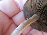 Agaricus auricolor image