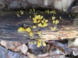 Guepiniopsis buccina image