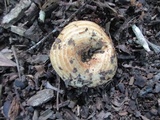 Lactarius psammicola image