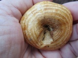 Lactarius psammicola image