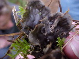 Peltigera canina image