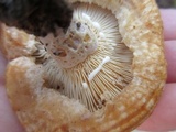 Lactarius psammicola image