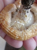 Lactarius psammicola image