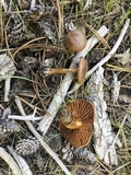 Cortinarius californicus image