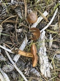 Cortinarius californicus image